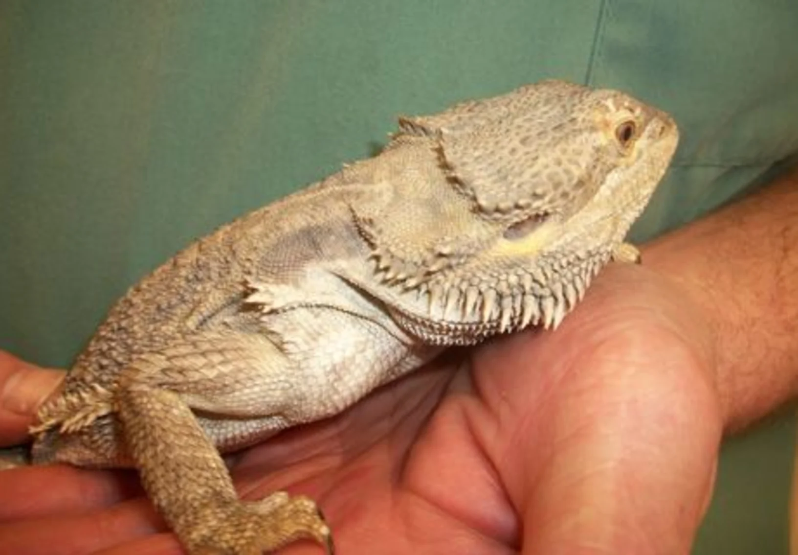 A lizard sits on the hand of a vet